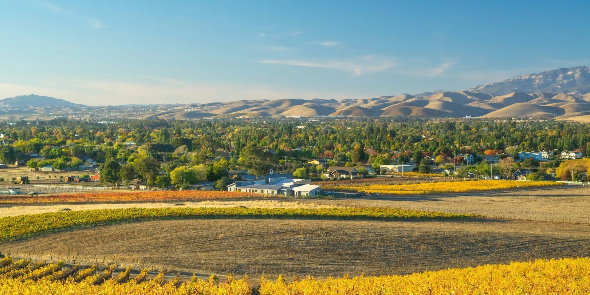 The Impact of the 2024 California Wine Auction on Napa Valley’s Global Reputation