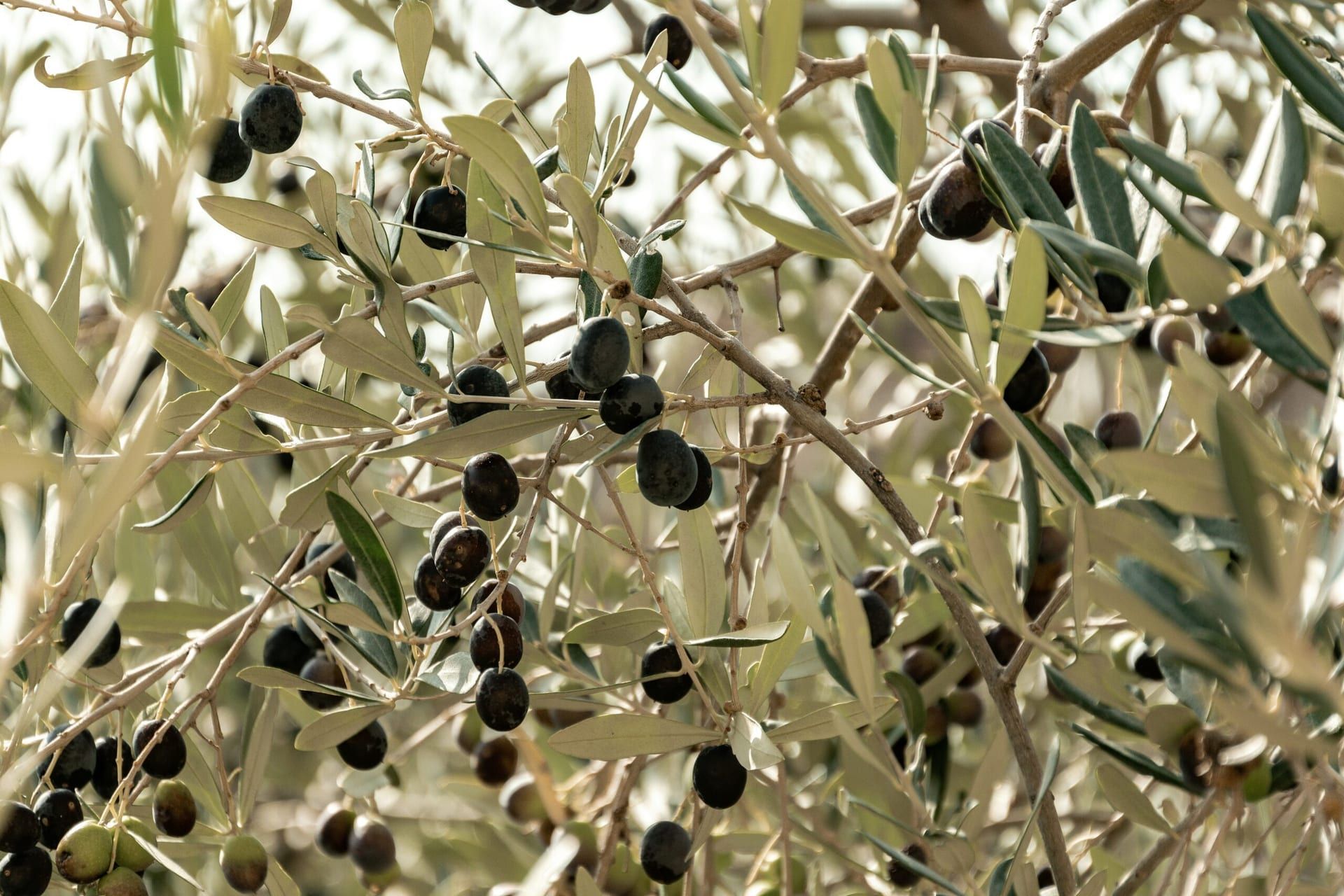 Napa Valley Olive Oil Festival Highlights California’s Growing Role in the Global Olive Oil Industry
