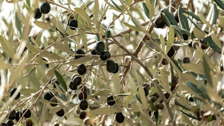 Napa Valley Olive Oil Festival Highlights California’s Growing Role in the Global Olive Oil Industry