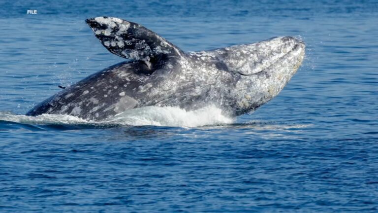 Concerns rise as sixth dead whale discovered in san francisco
