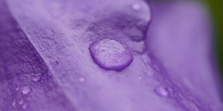 Peter burdon ejaiv0 3uow unsplash