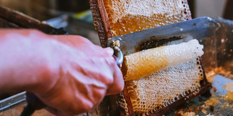 Beekeepers and Food Enthusiasts Buzz Over New Lanternfly Honey